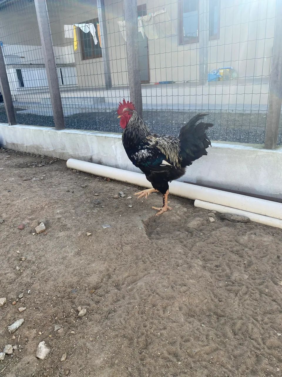 Galo Balão  - Foto 4