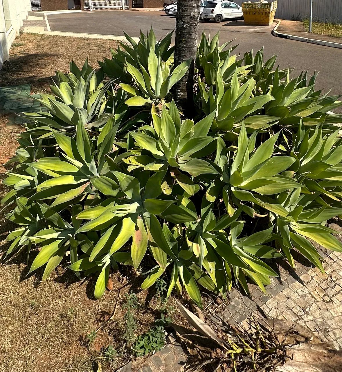 Agave Dragão - Foto 2