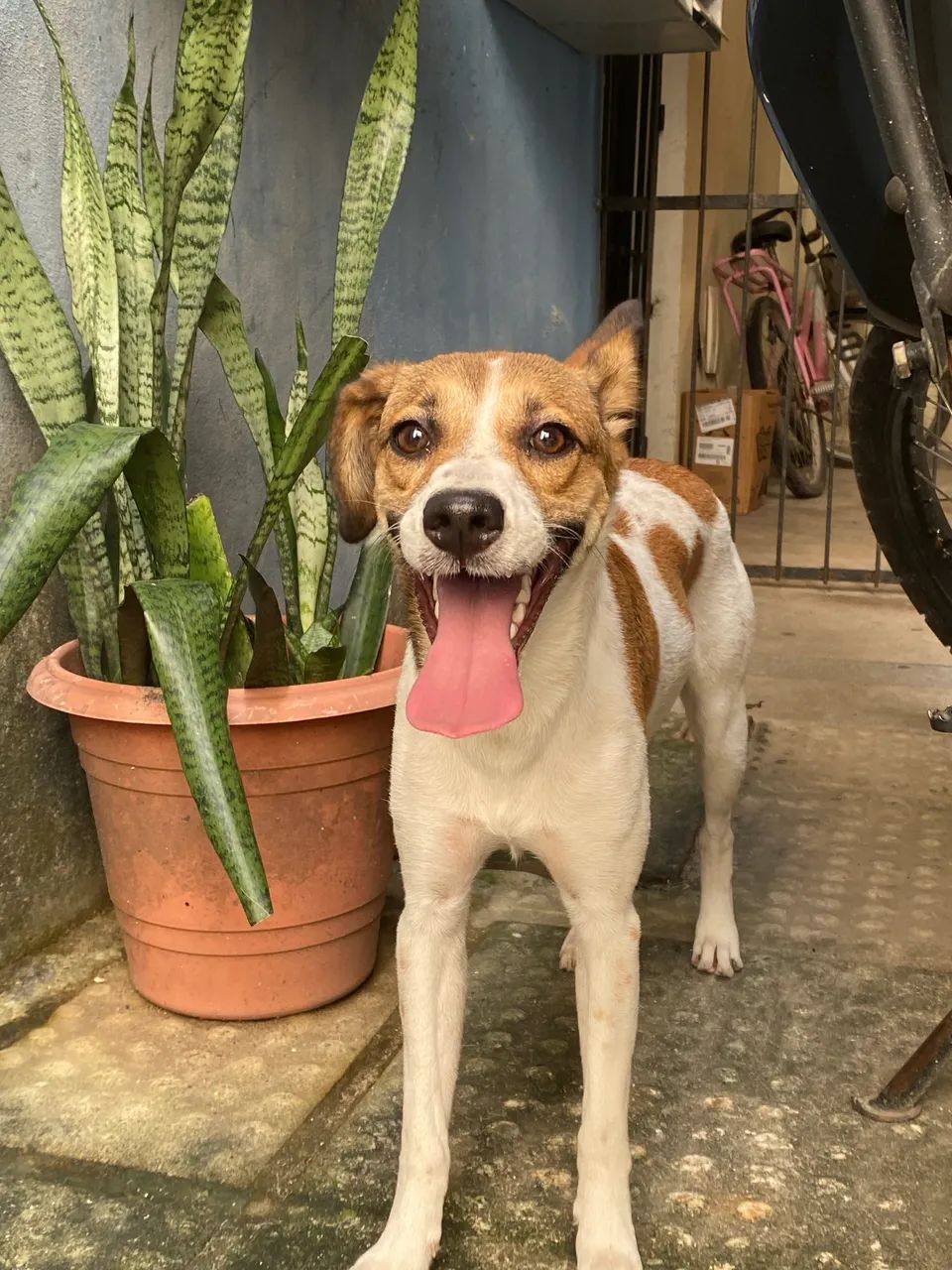 Adoção responsável  - Foto 3