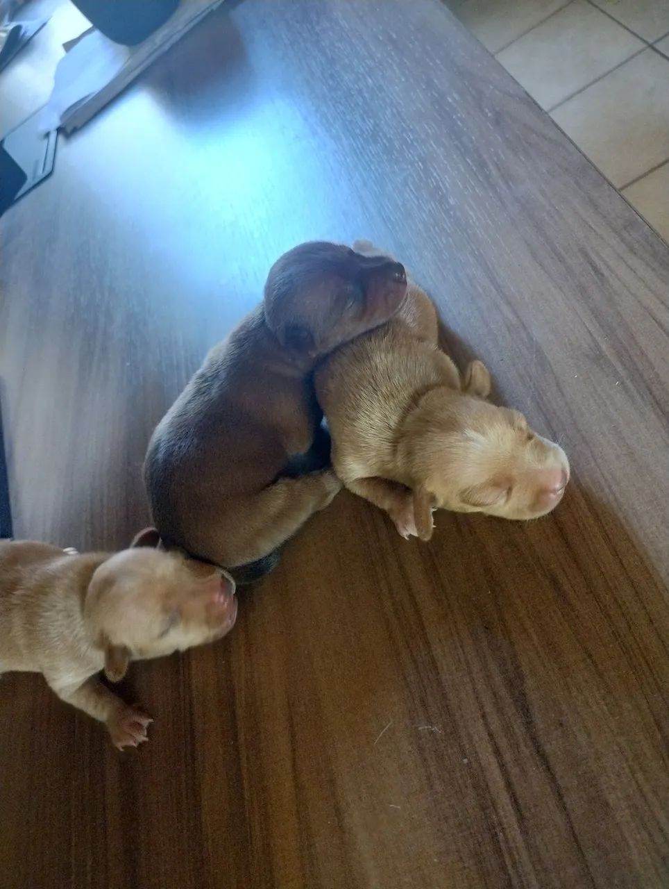 Pinscher pedigree nó 1