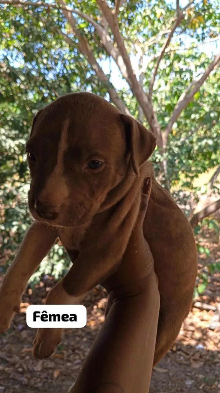 Cachorro Pit Bull  - Foto 4