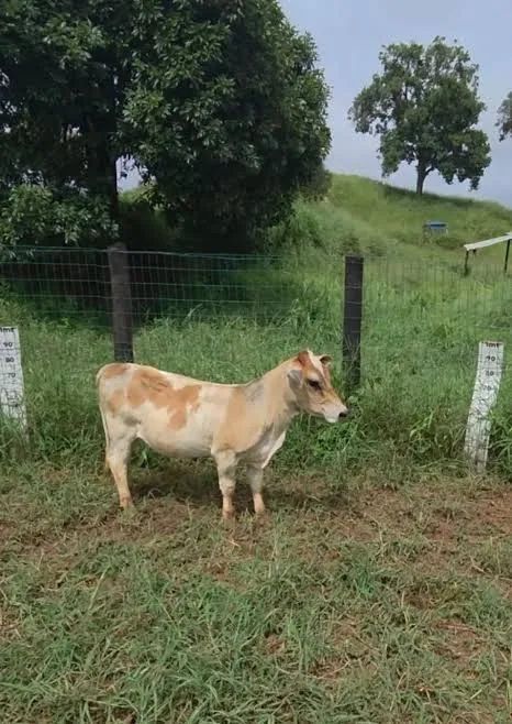 Vendo mini vaca