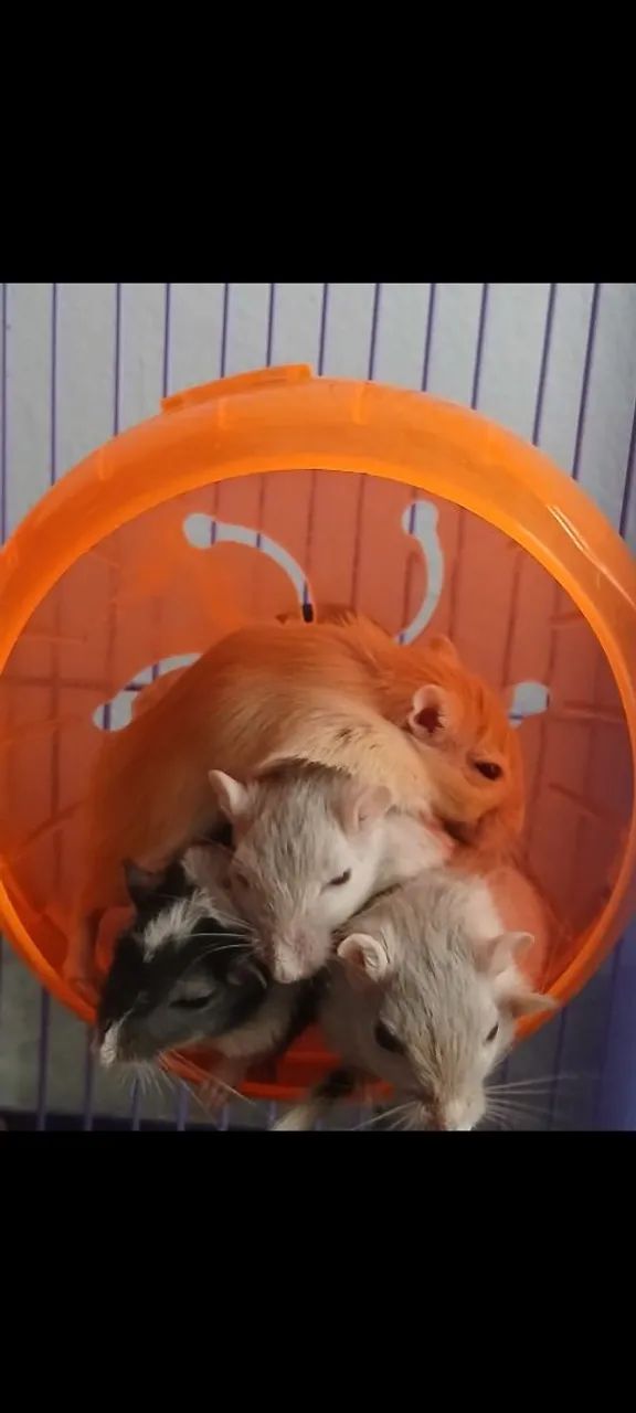 Esquilo da mongolia Gerbil - Foto 3