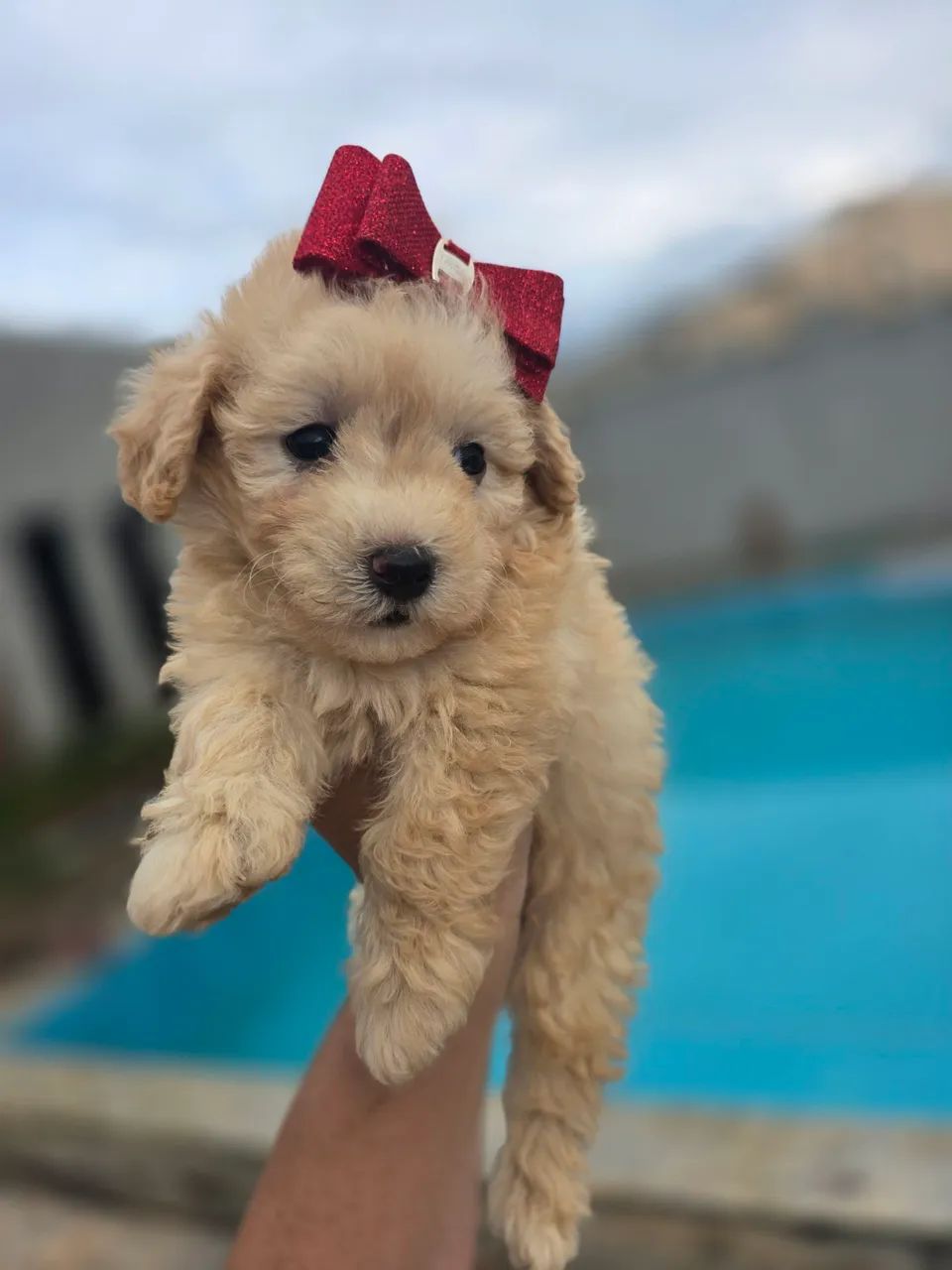 Poodle toyzinha linda feminha - Foto 3