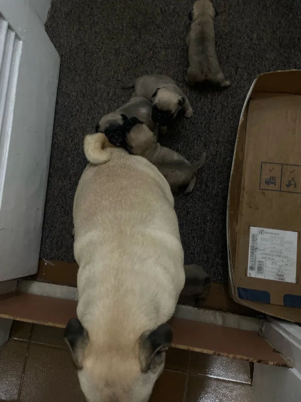 PUG Abricot filhotes - Foto 5