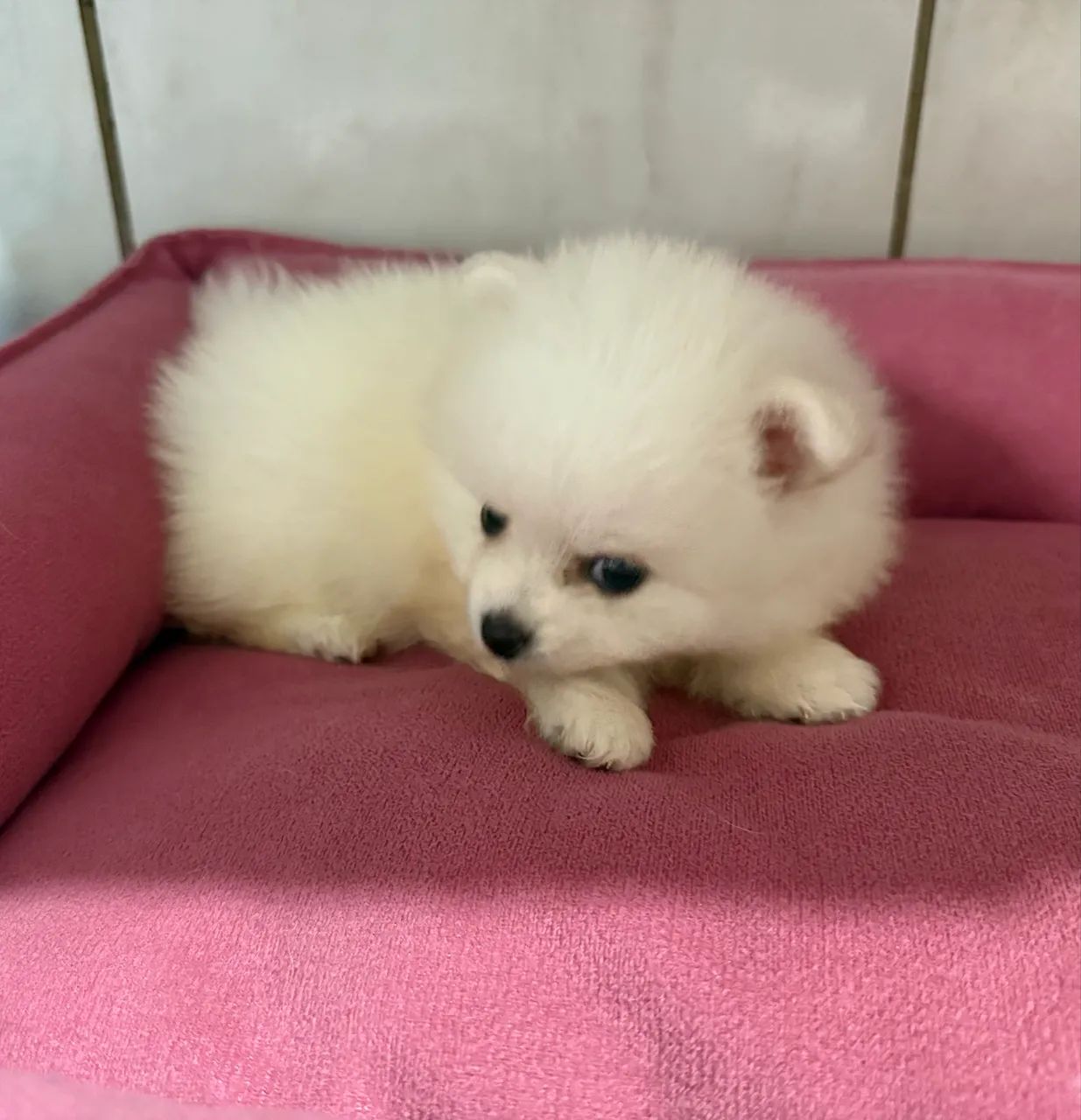 Spitz alemão  - Foto 3