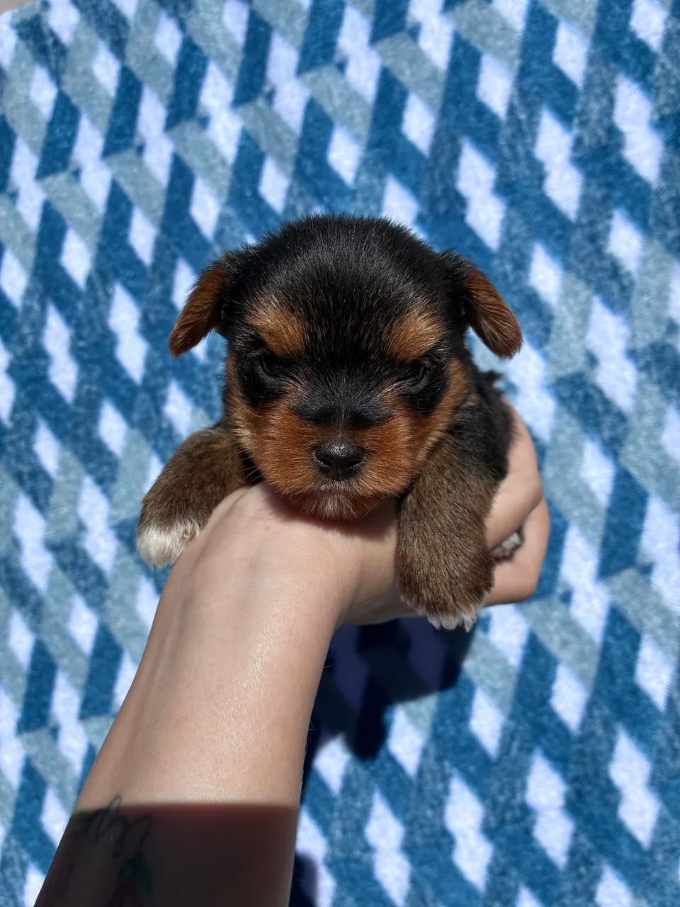 Yorkshire terrier - Foto 4