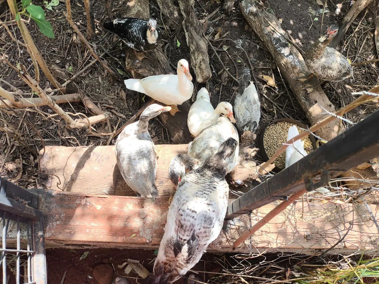 Patos
