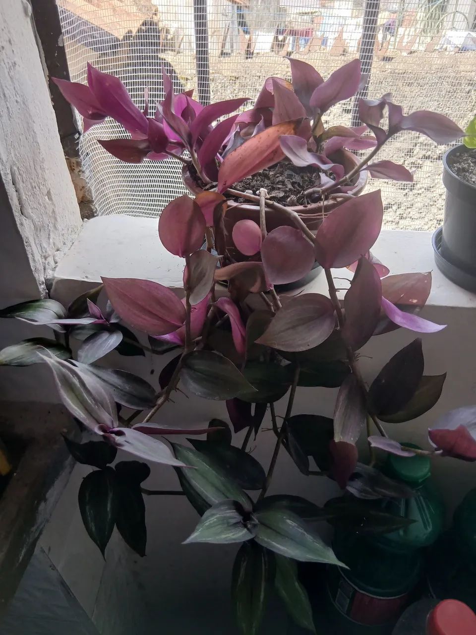 Plantas - Foto 4
