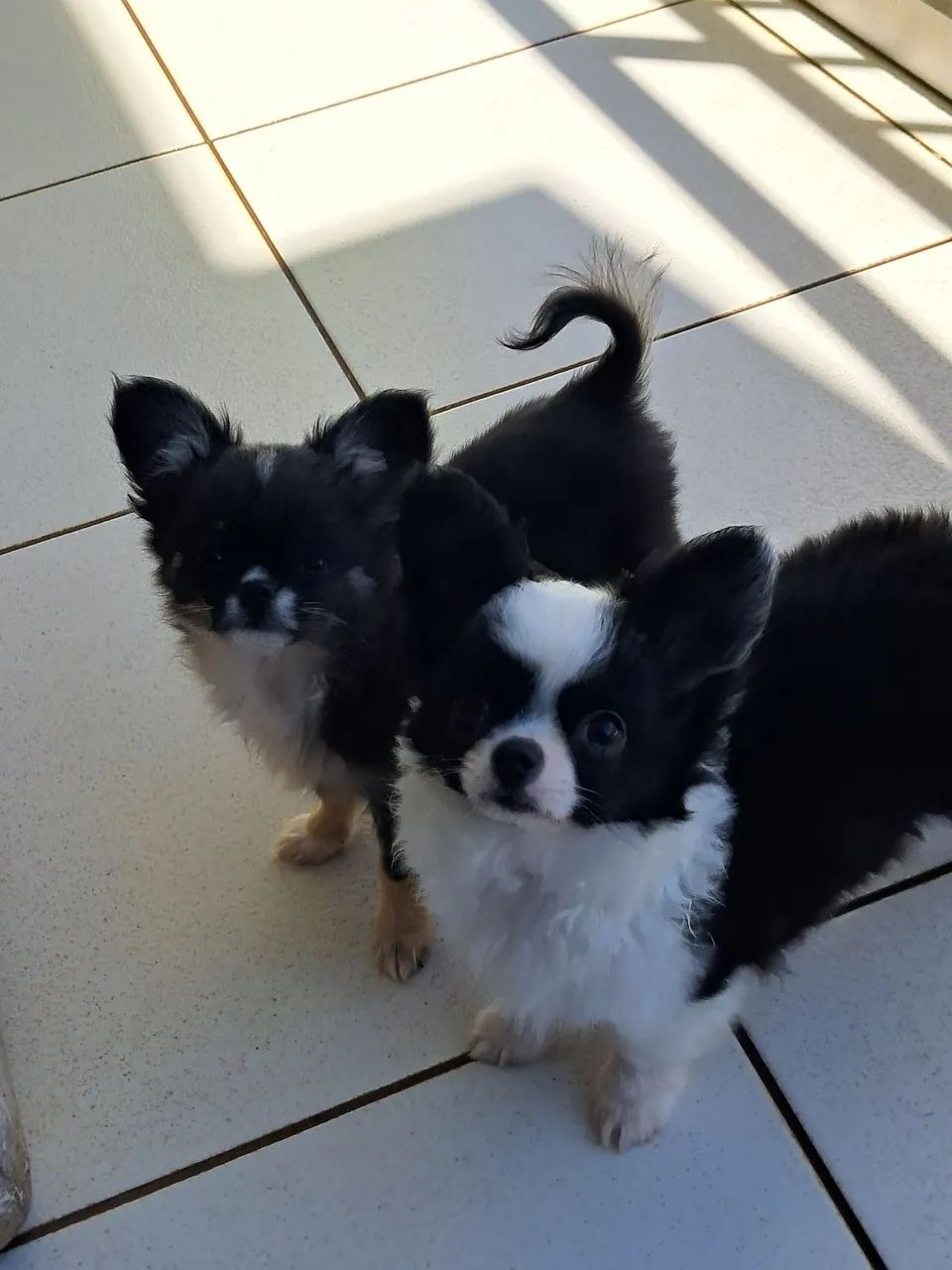 Chihuahua 