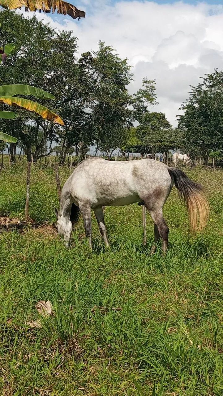 Cavalo  - Foto 3
