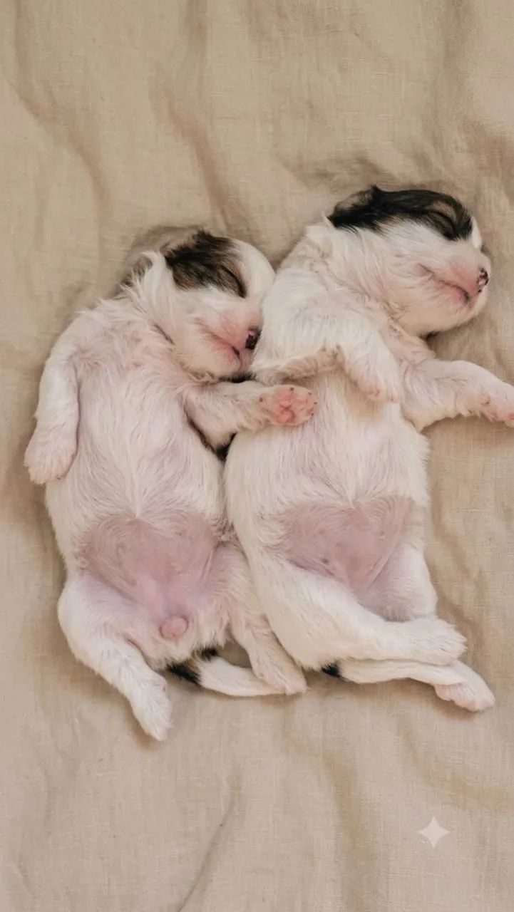 Cachorrinha - Foto 4