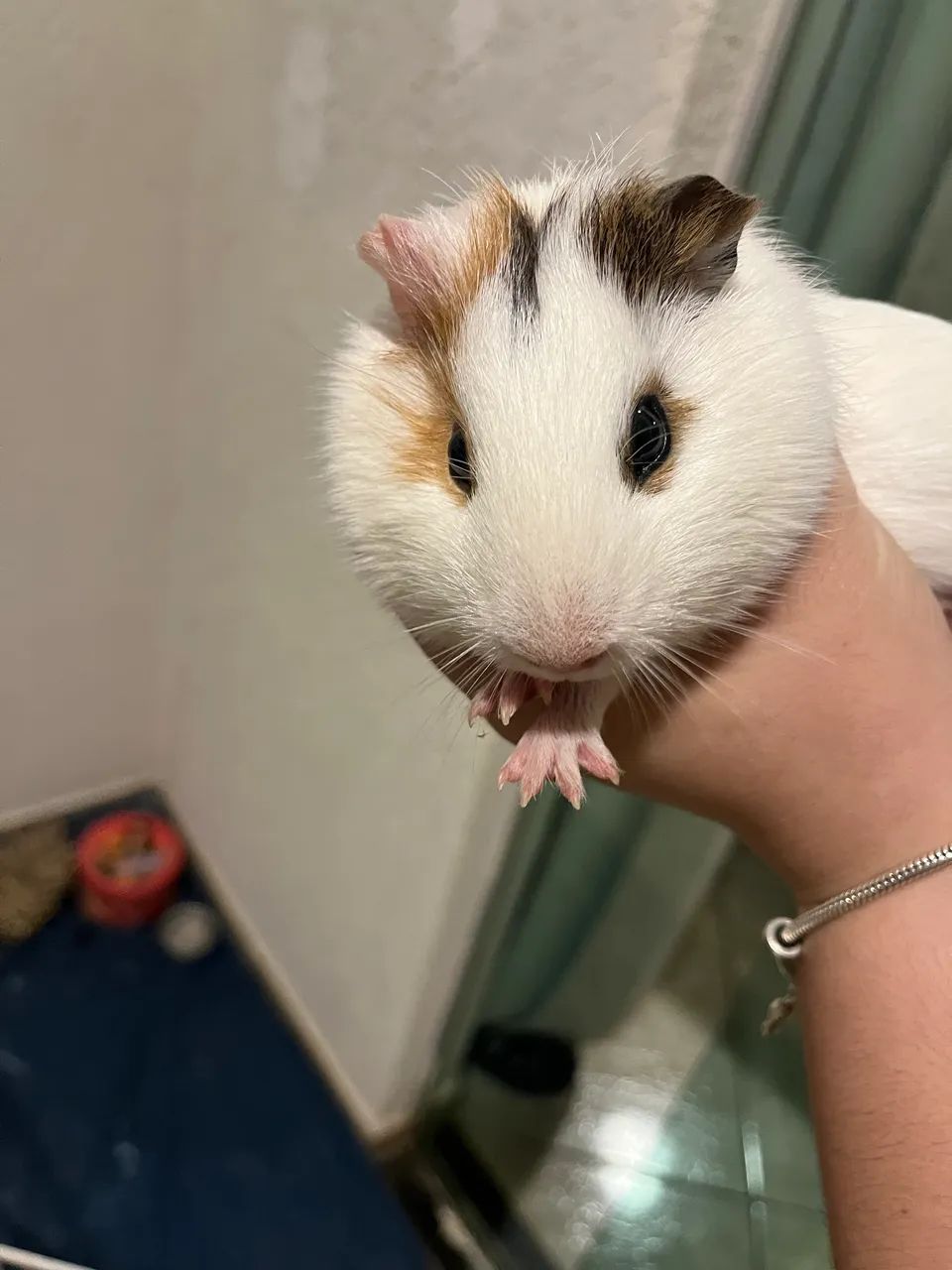 Porquinho da índia inglês  - Foto 3