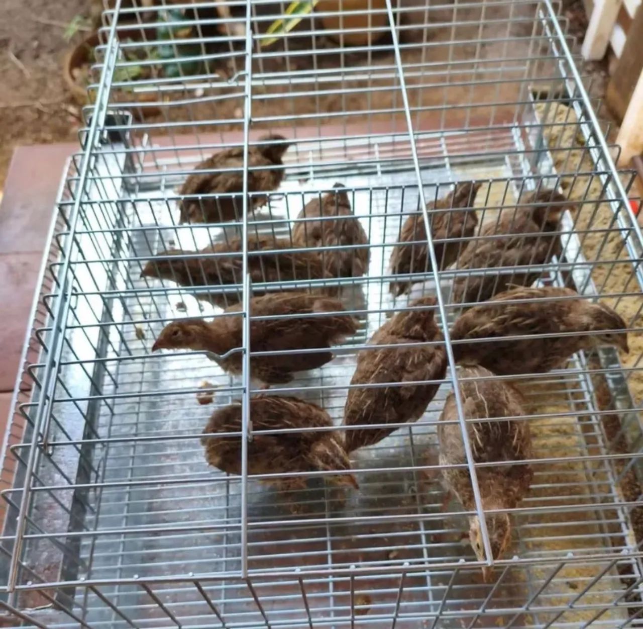 GAIOLA PARA CODORNAS  - Foto 2