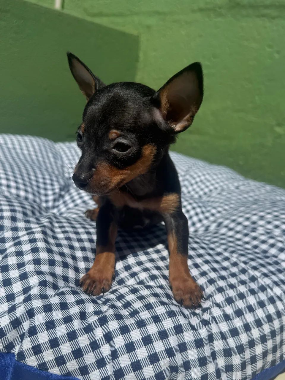 Pinscher zero macho