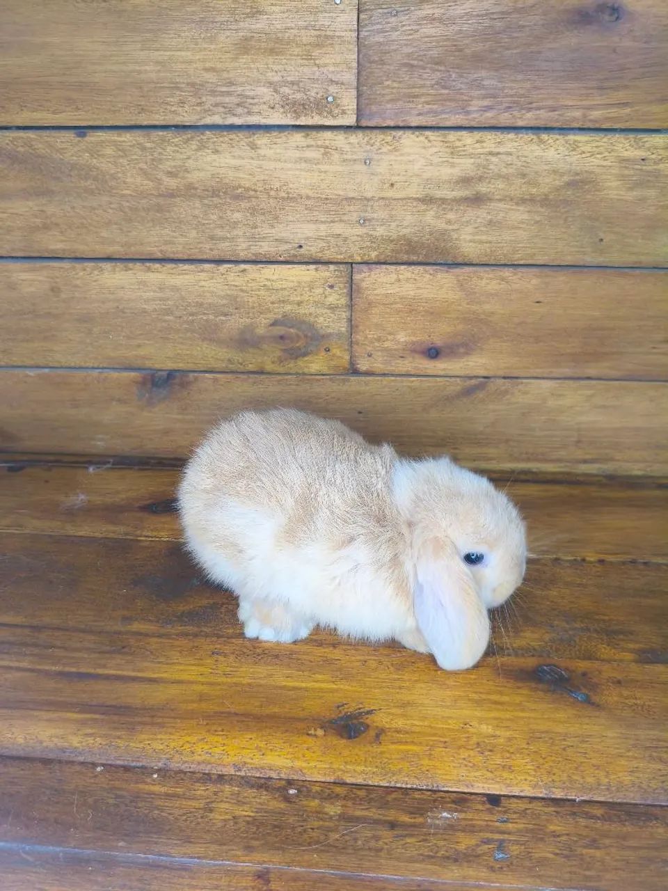 Mini coelho loop uruguaio 