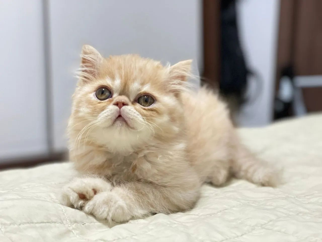 Gato persa filhote show - Foto 4