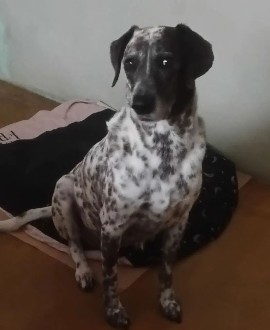 Preciso de pessoa para tomar conta 