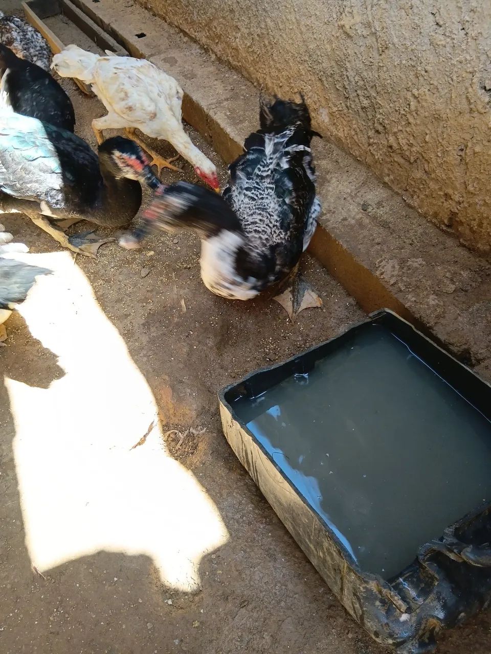Patos  - Foto 2