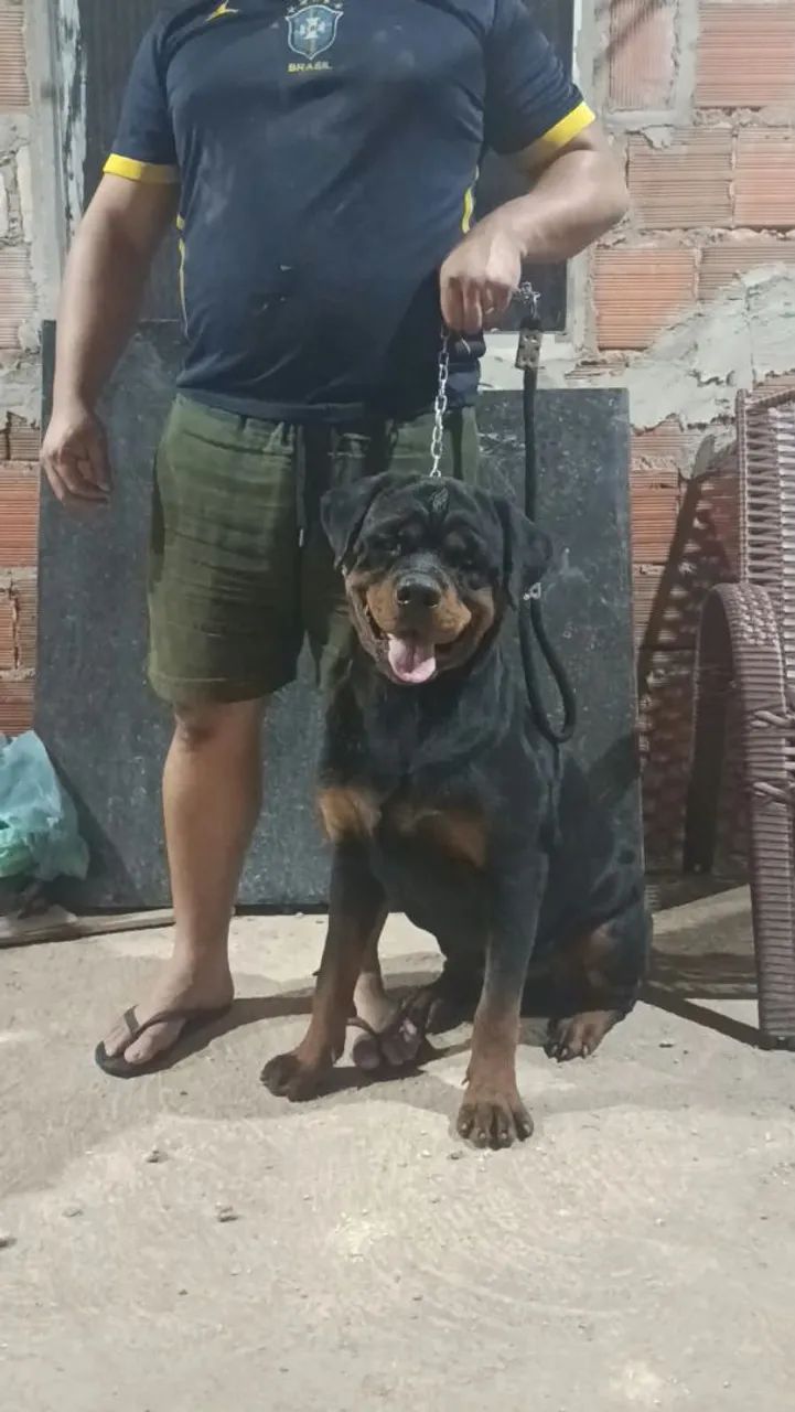 Filhotes de Rottweiler 