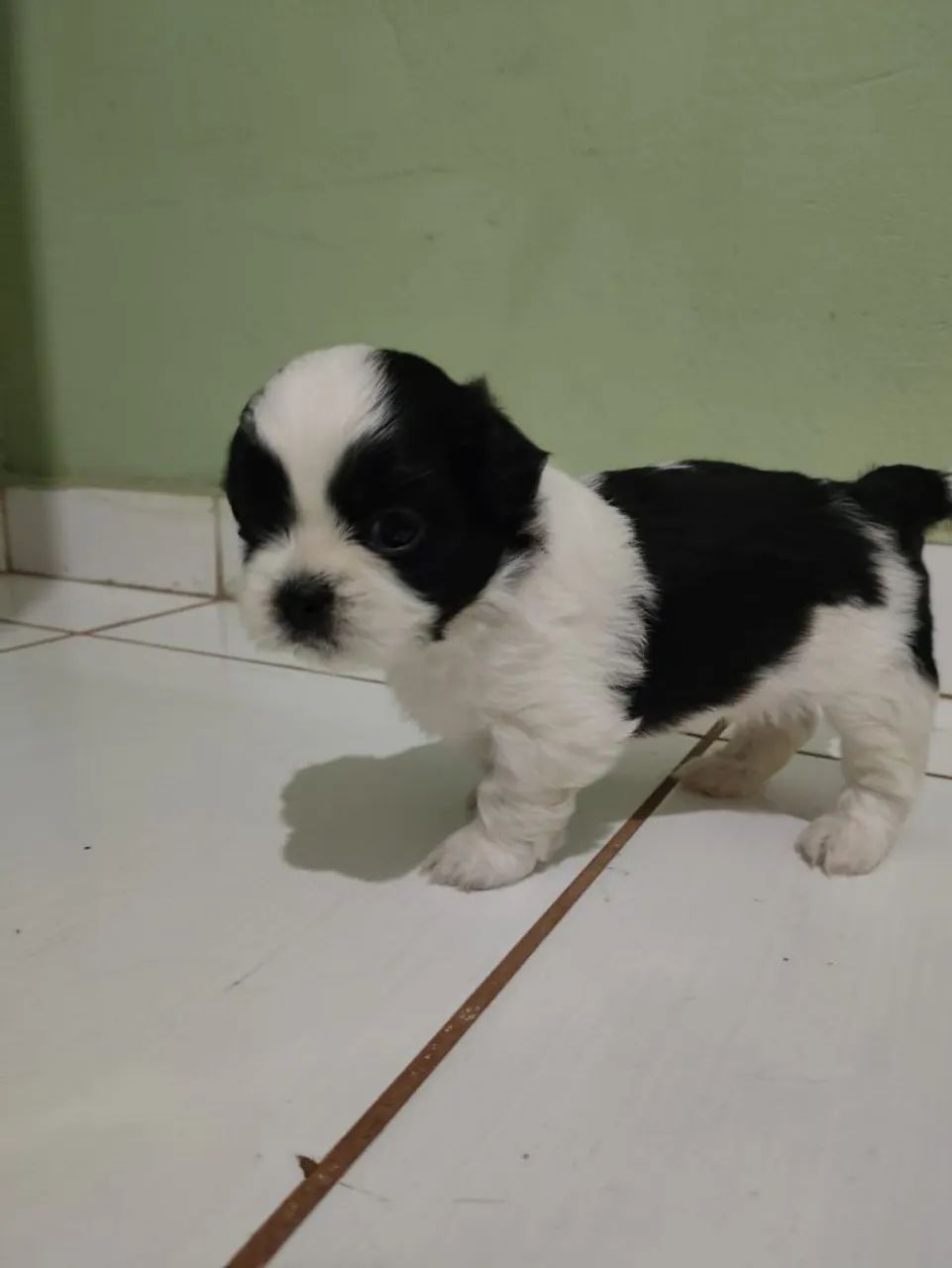 Cachorro  - Foto 2