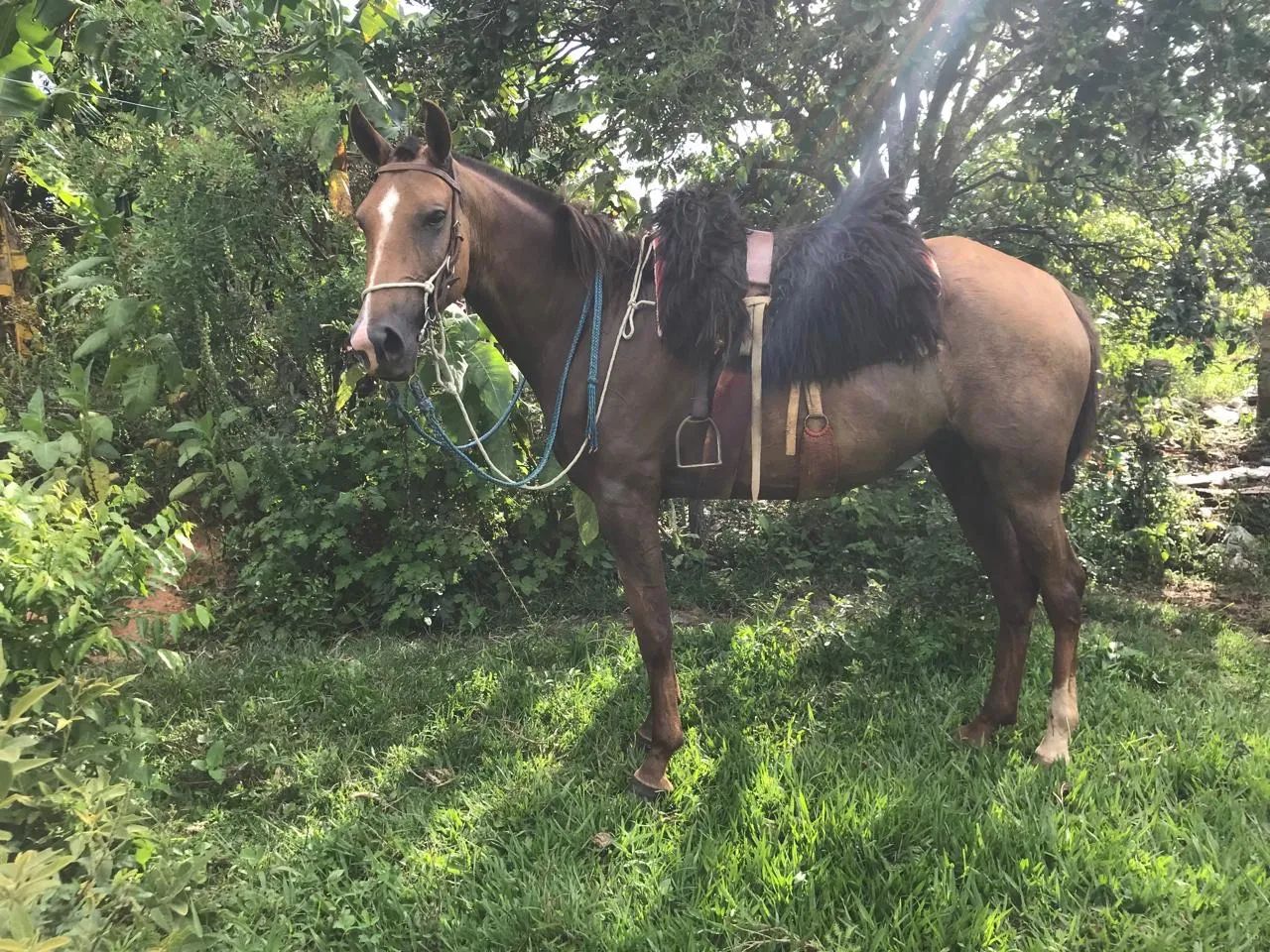 Burro - Foto 5