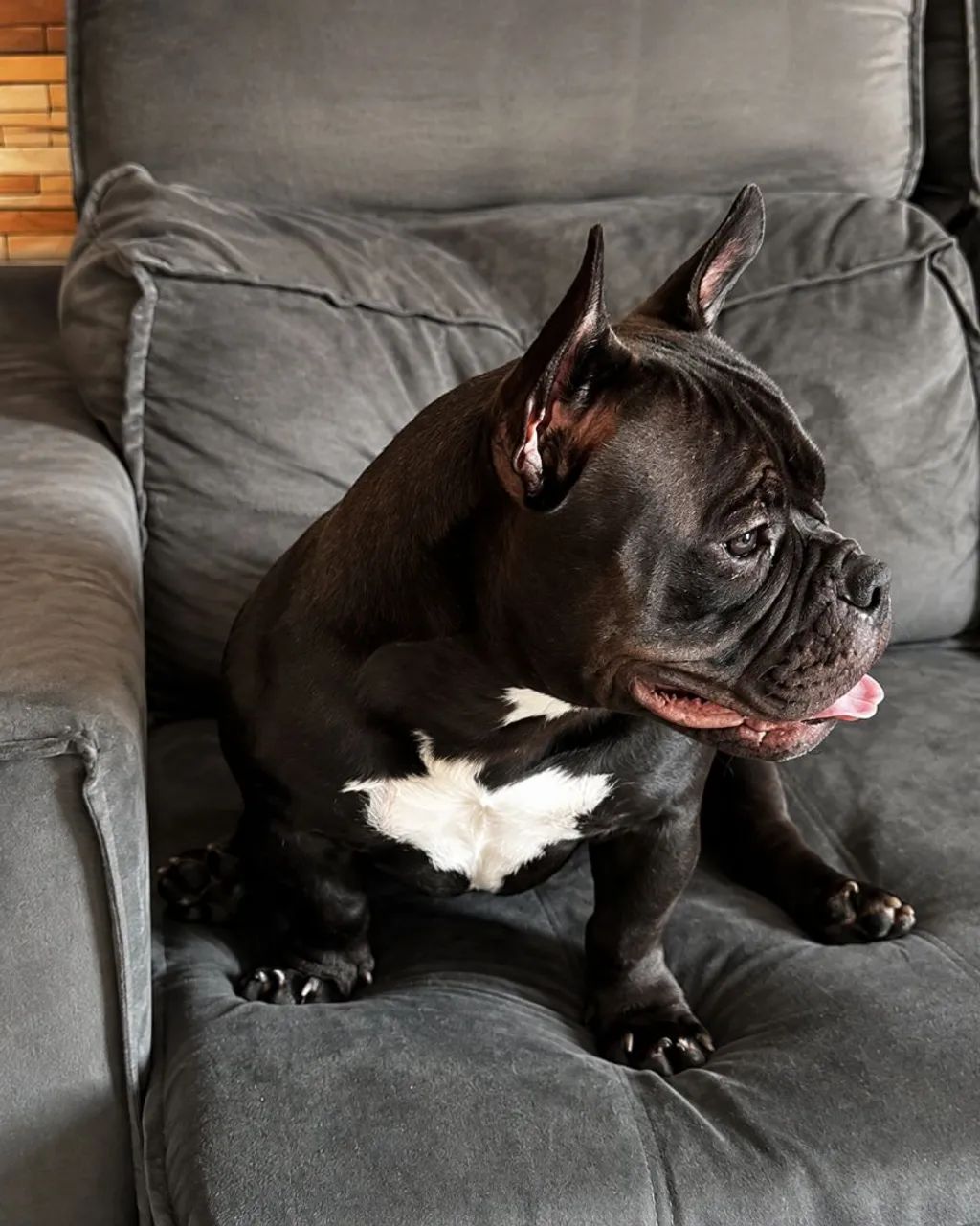 American Bully micro  - Foto 2