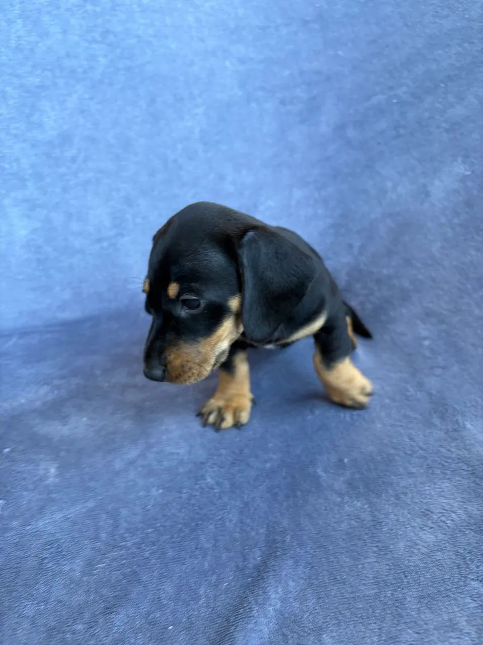 Dachshund fêmea 