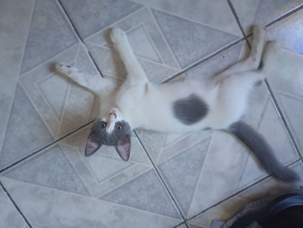 Adoção de gatinhas  - Foto 2