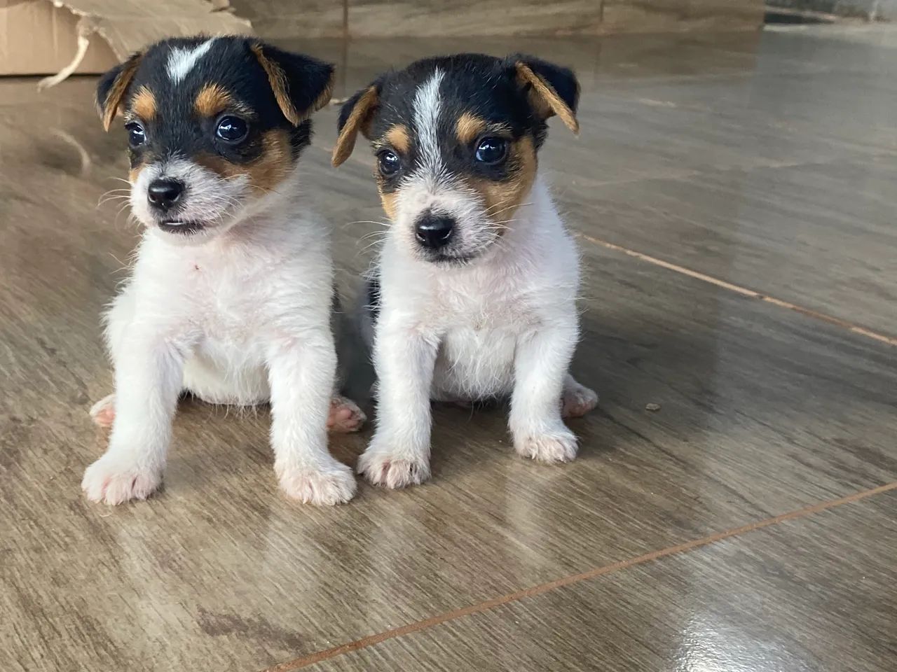 Jack russel 