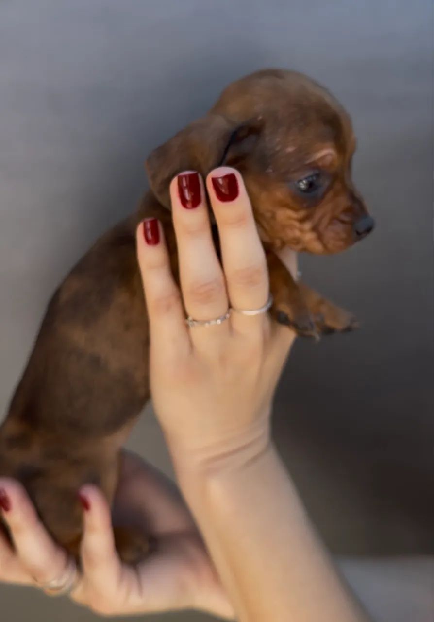 Basset Mini.  - Foto 4