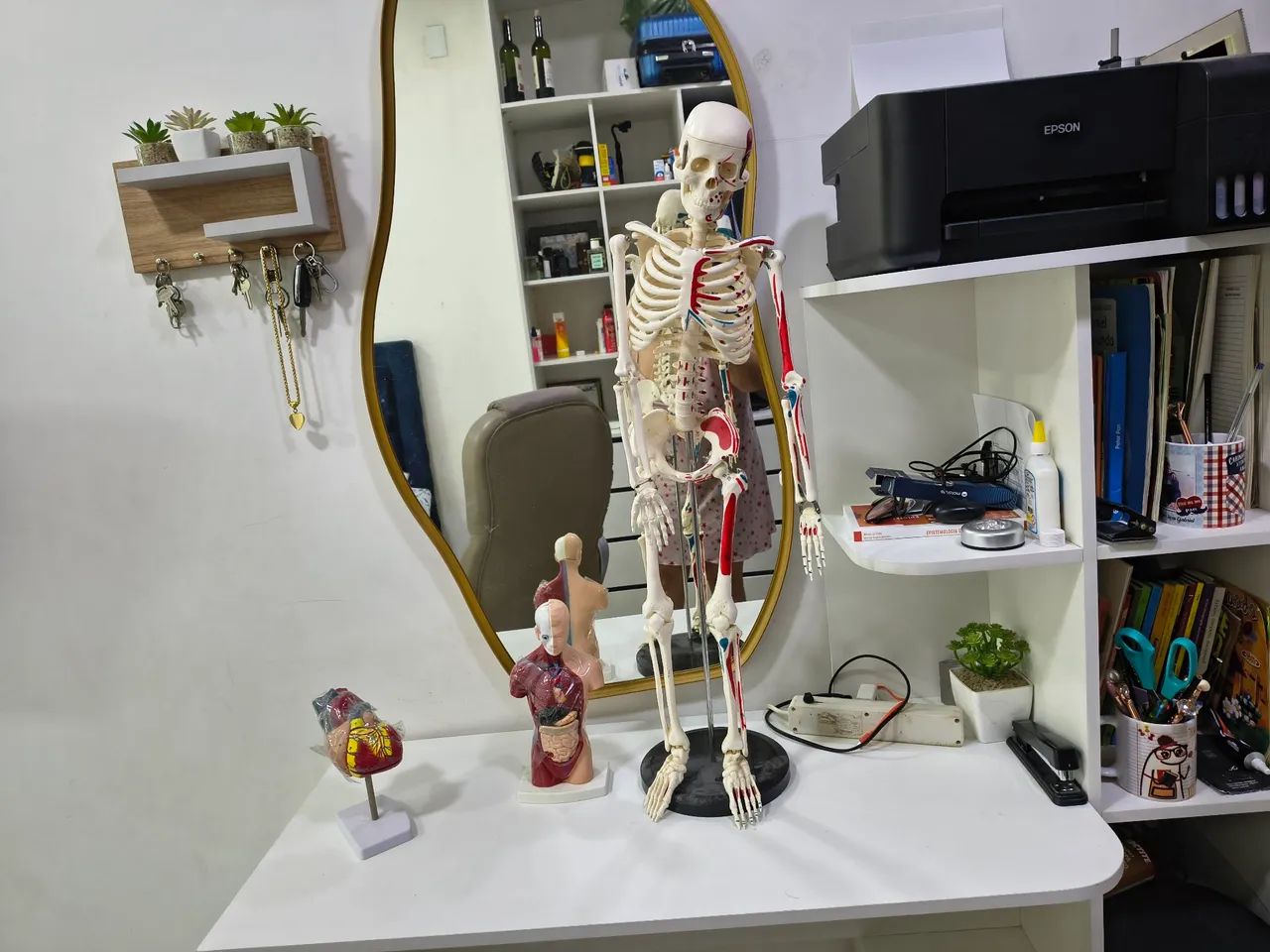 Vende-se todas essas peças anatômicas para estudos. - Foto 3