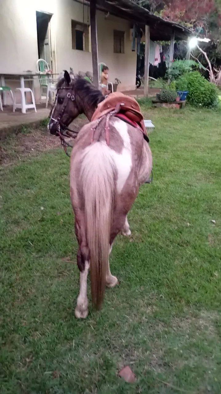 Vendo pônei. - Foto 2