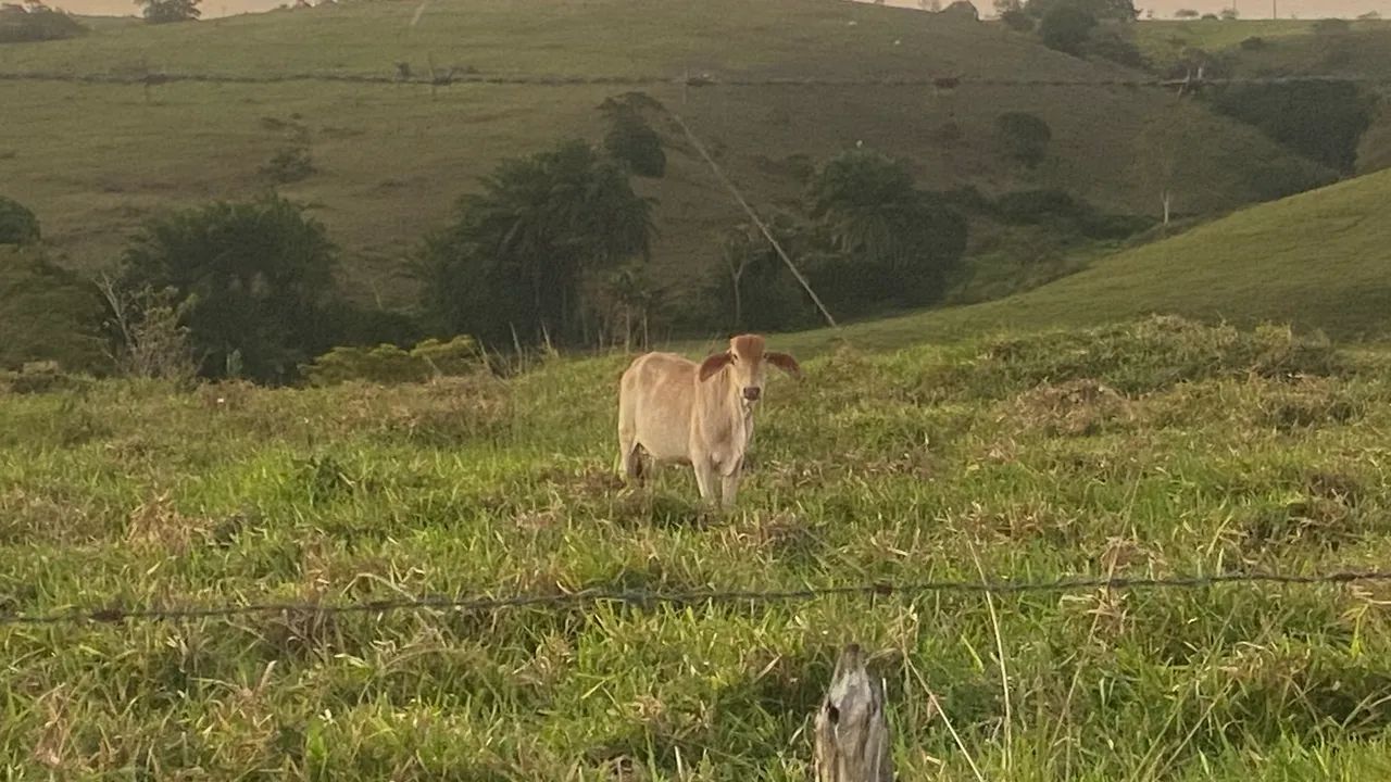 2bezerras e 1 bezerro  - Foto 2