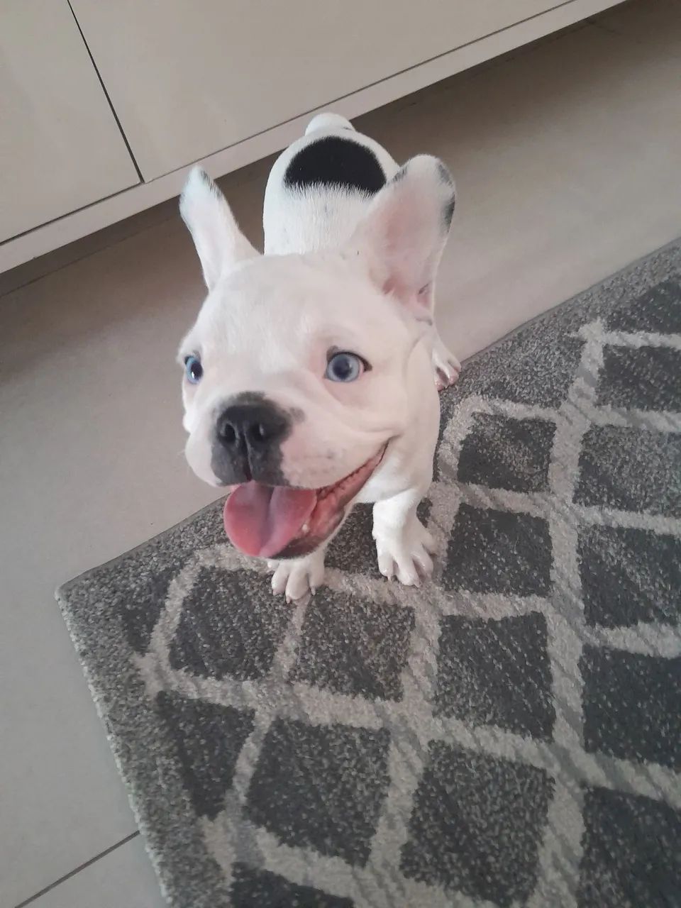 Bulldog Francês macho  - Foto 4