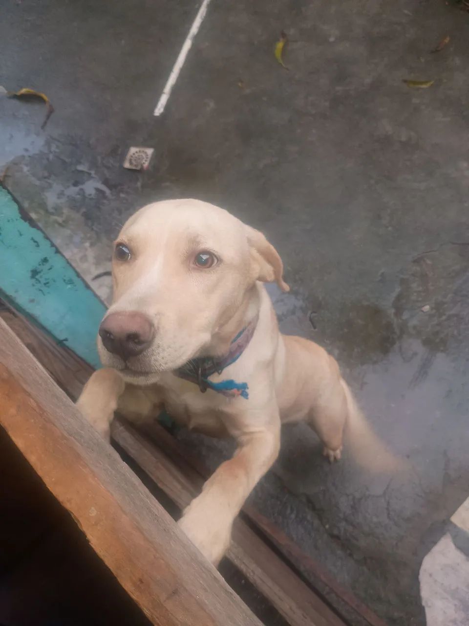 Estou doando um cachorro  - Foto 2