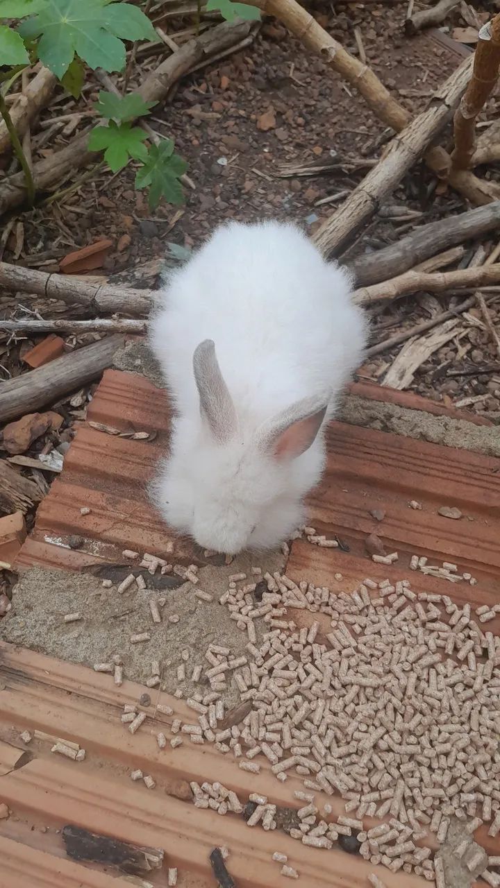 Coelhos disponível 60 reais cada  - Foto 3