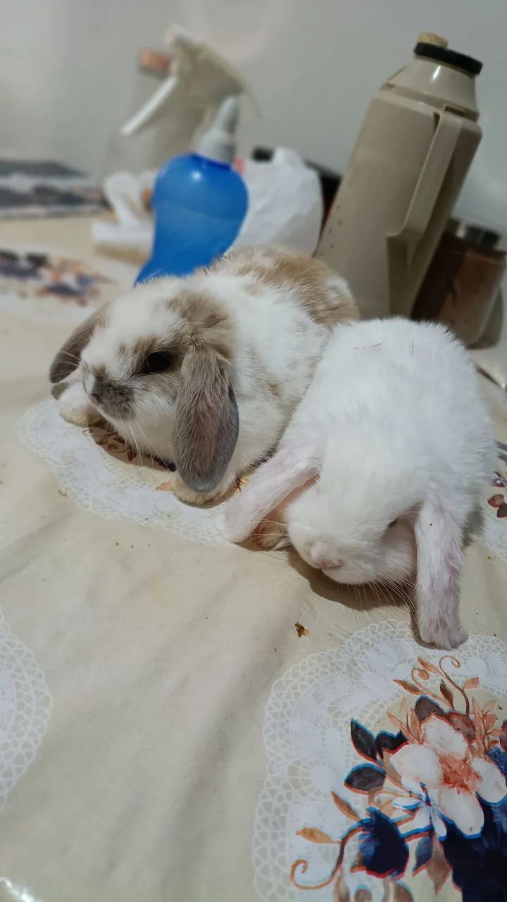 coelho mini lop - Foto 2