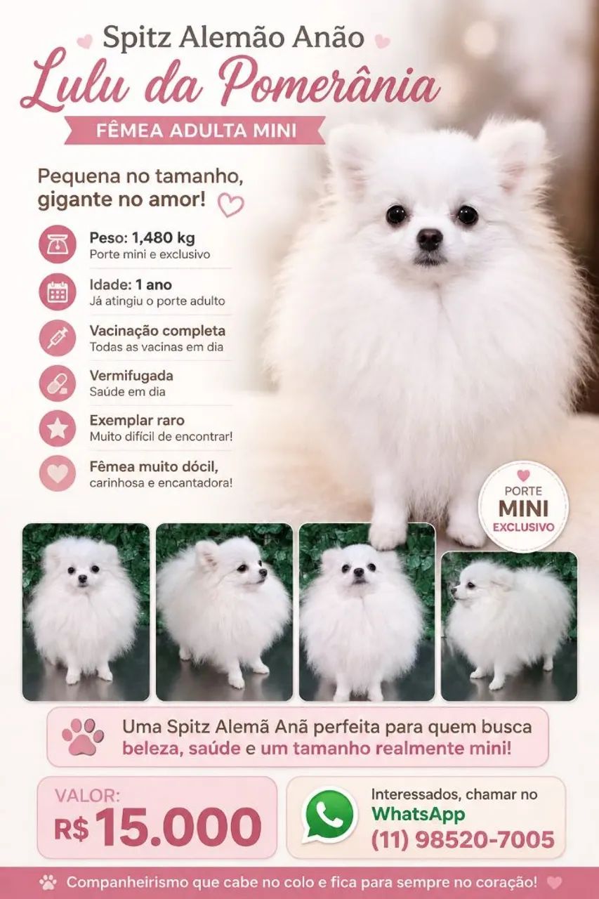 Spitz alemão anão mini