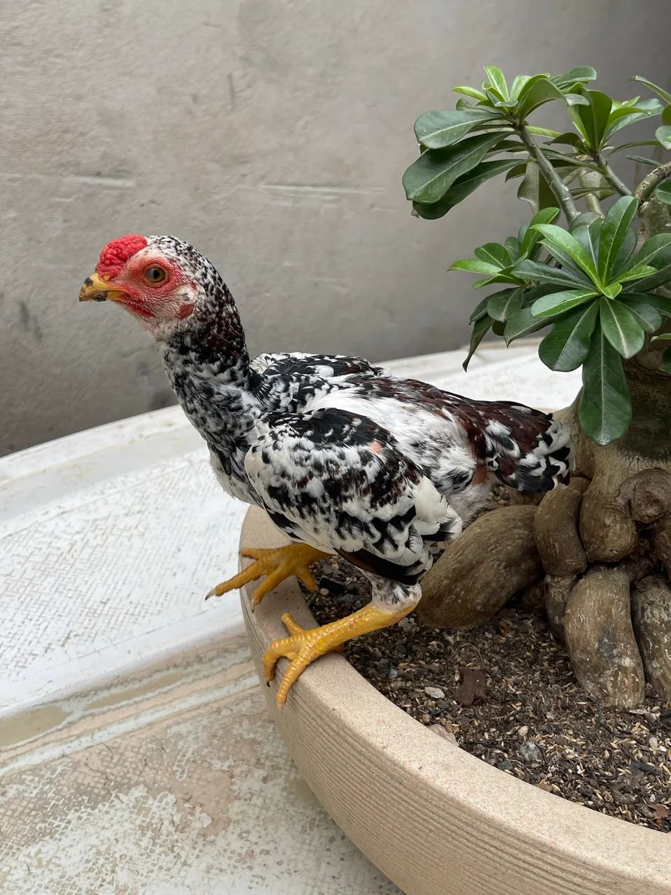 Mini galo - Foto 4