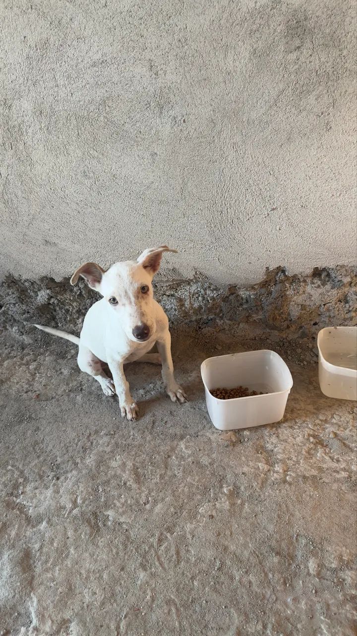 Filhote - DOAÇÃO  - Foto 4