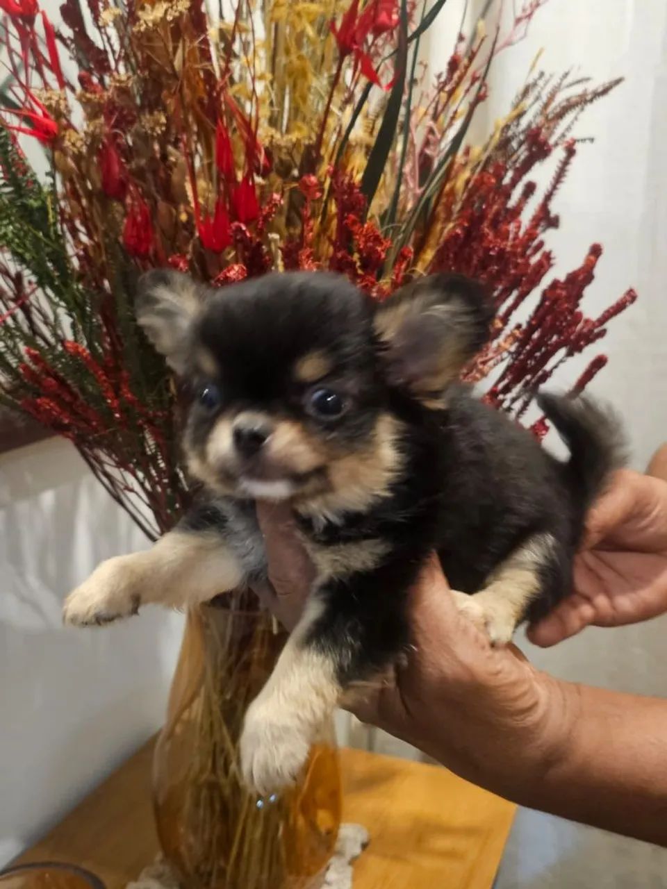 Chihuahau  - Foto 4