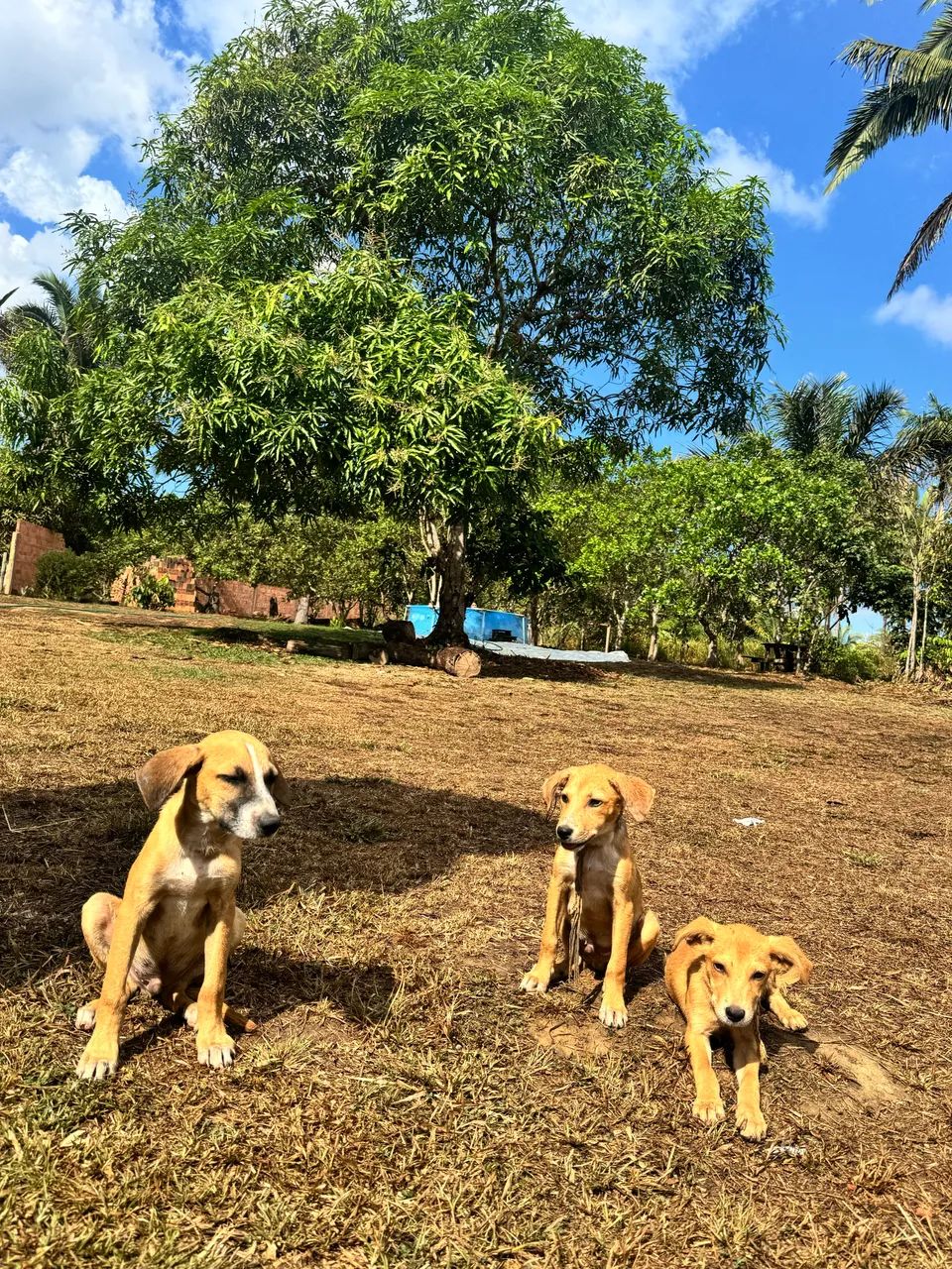 CHÁCARA ESTRADA DA PENAL LINDA - Foto 5