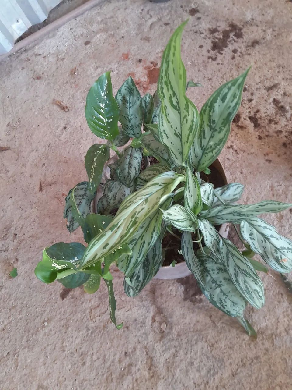 Plantas já pegadas
