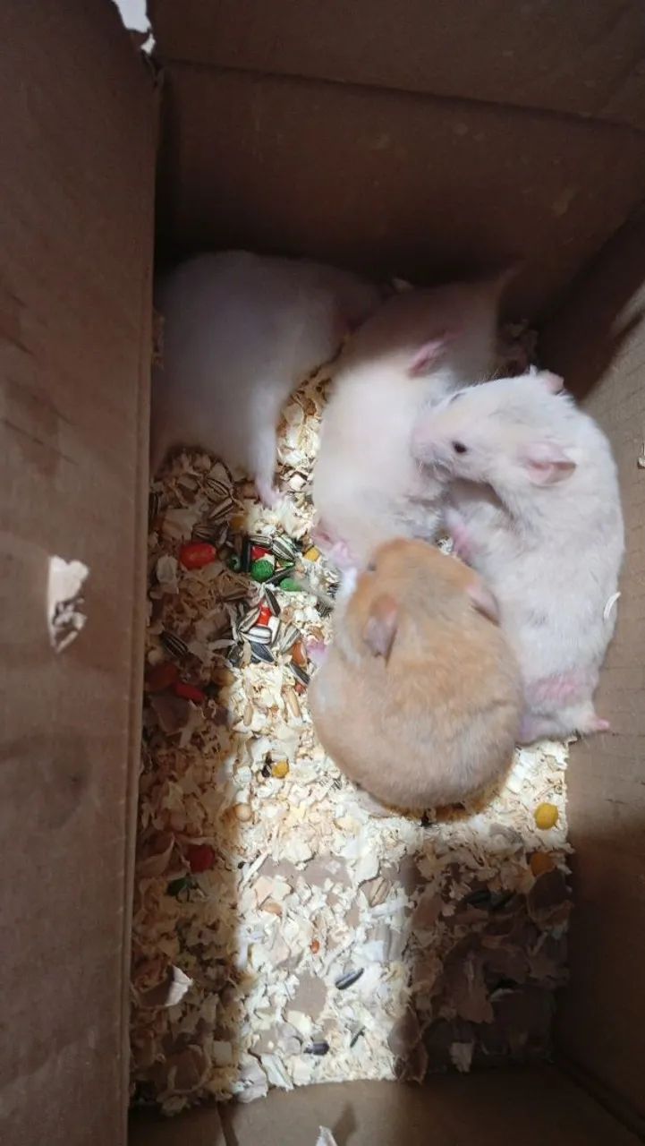 Hamster Sírio filhotes - Foto 2