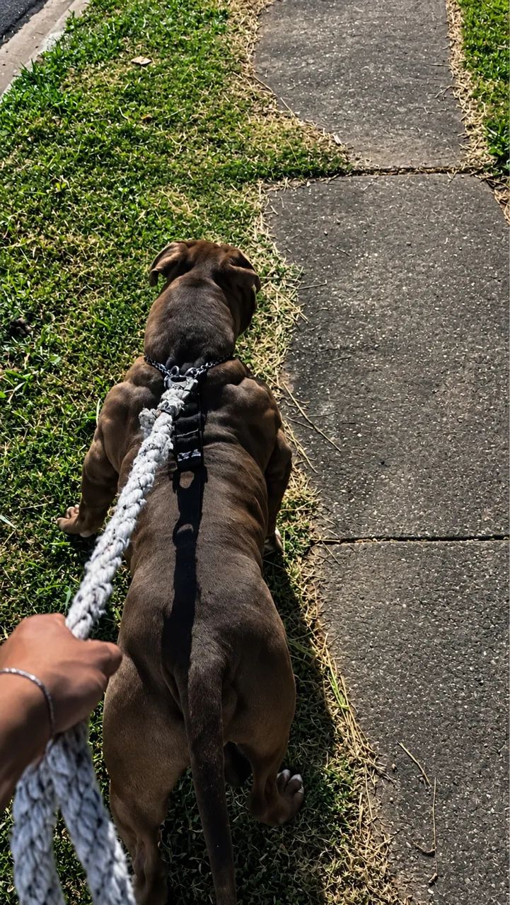 Vendo pit monster 
