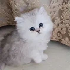 Gato Persa Golden