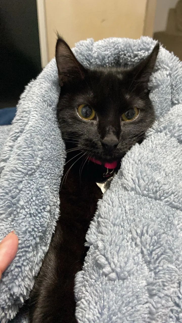DOAÇÃO RESPONSÁVEL- GATINHA ZARA - Foto 4