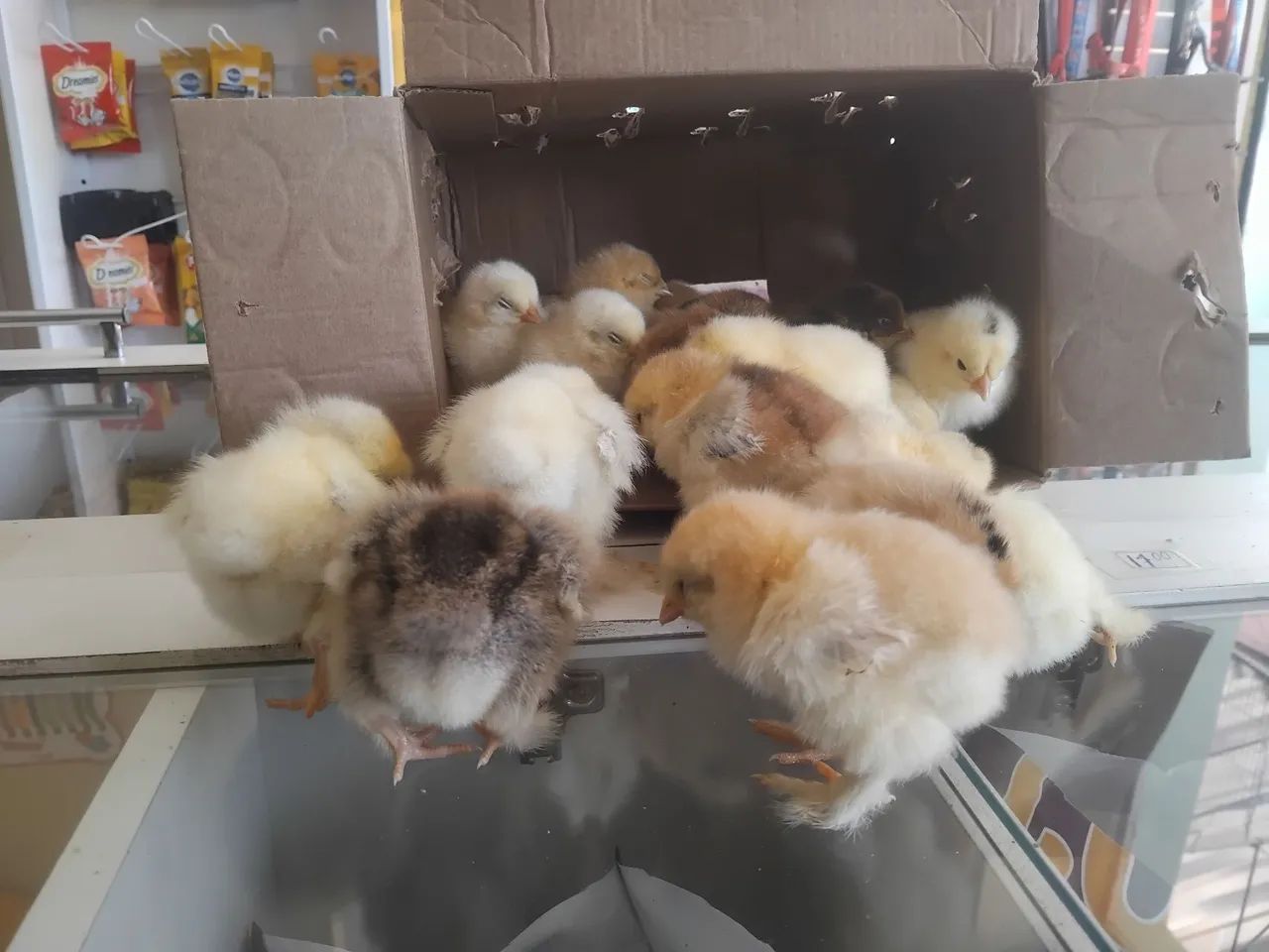 Aves - Foto 4