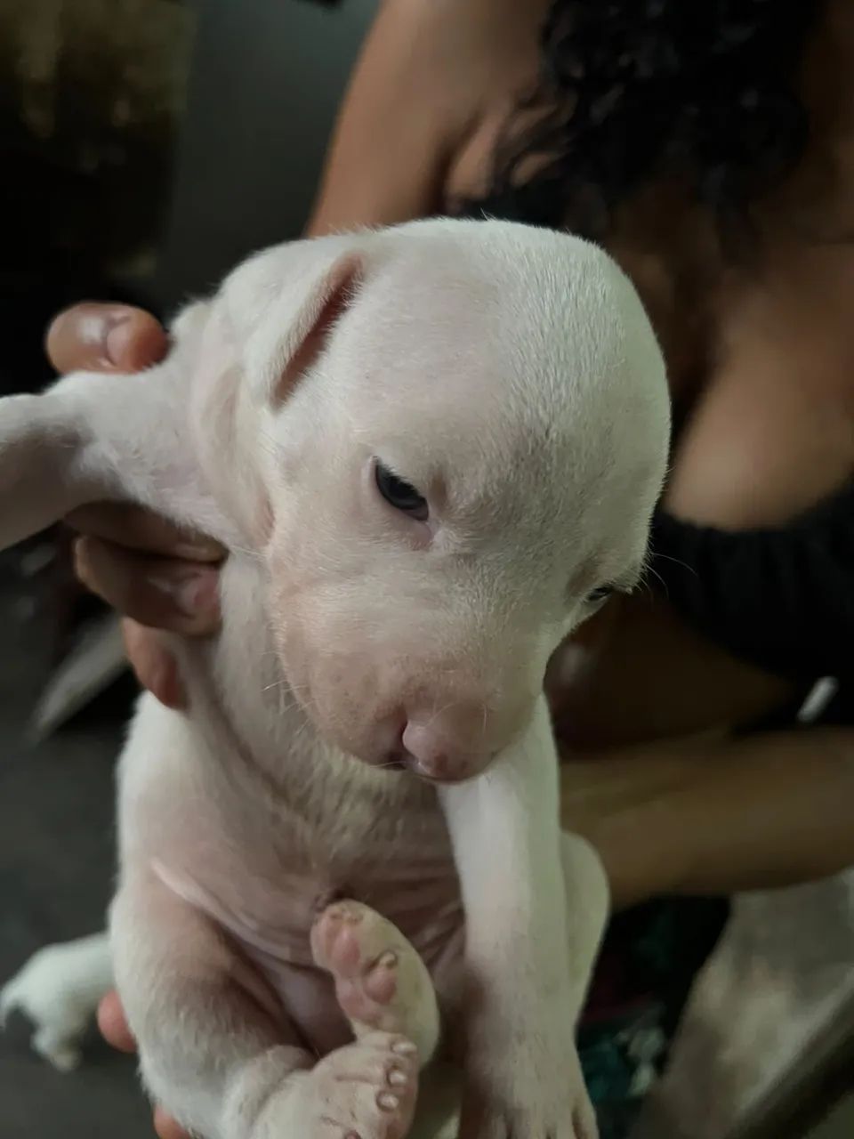 Filhote pitbull puro - Foto 2